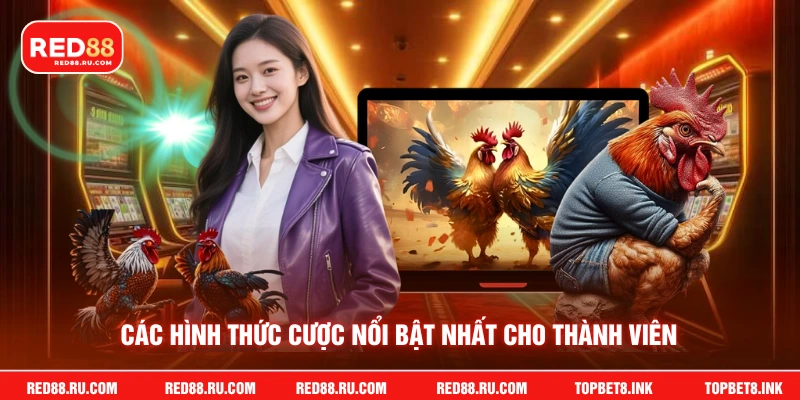 Các hình thức cược nổi bật nhất cho thành viên