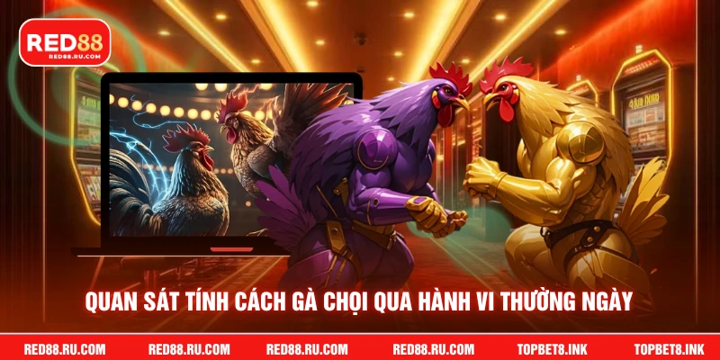 Quan sát tính cách gà chọi qua hành vi thường ngày